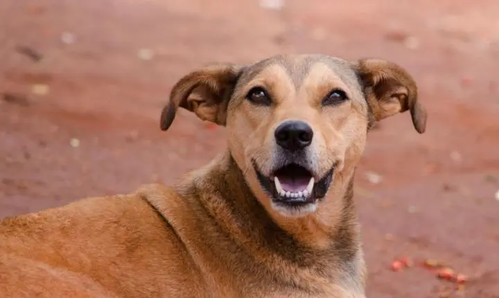 Inscrições para o programa “Pet Levado a Sério” já iniciaram em Timbó