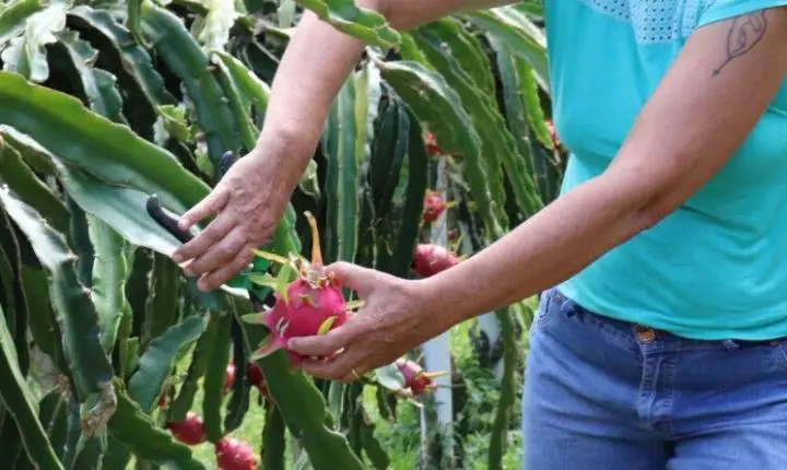 Mapa Rural da Agricultura Familiar vai reunir produtos e serviços das propriedades de Gaspar 