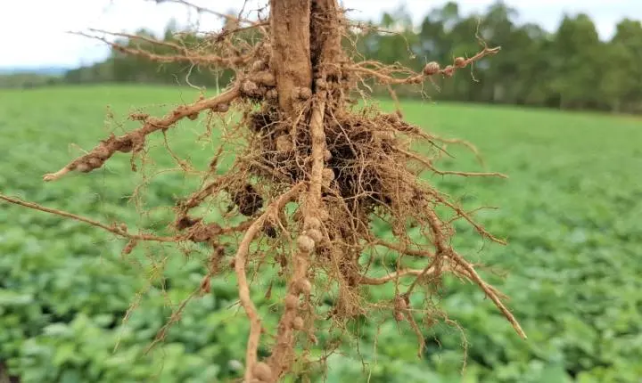 Mercado de inoculantes no Brasil projeta crescimento mesmo com margens apertadas