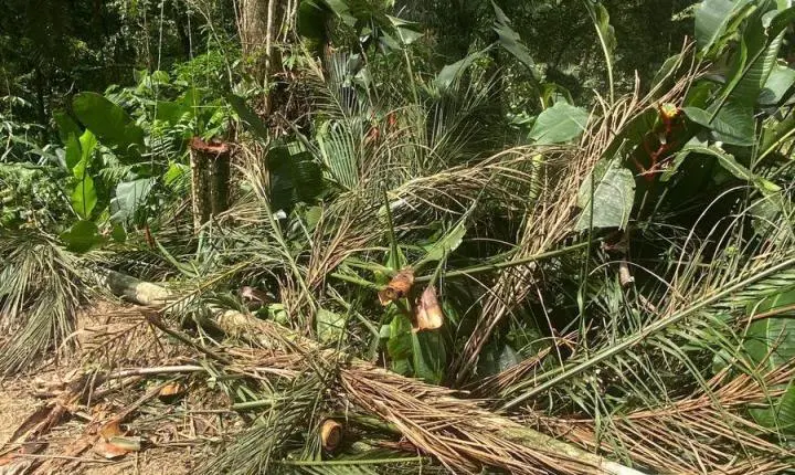 MP instaura procedimento para apurar supressão de vegetação e uso irregular de maquinário público na Vila Itoupava