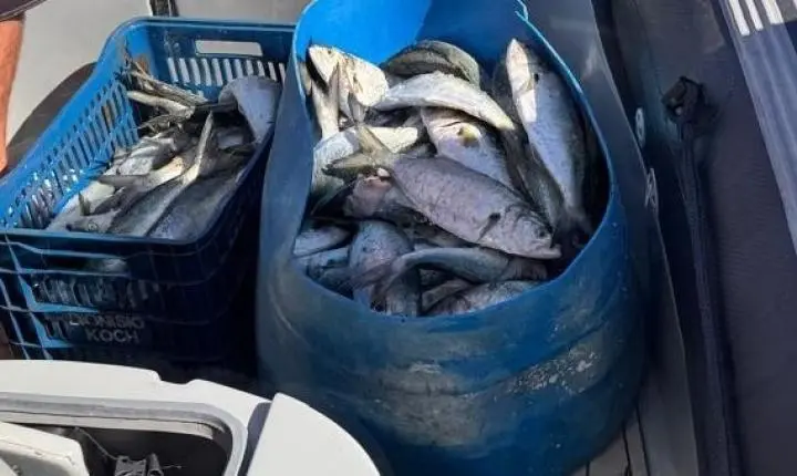 Pesca ilegal: quatro são presos com 100 kg de pescado em SC