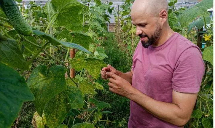 Pesquisadores da Epagri unem forças para combater praga e doença no cultivo de pepino para conserva