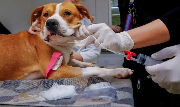 Pitbull que está no Cepread doa sangue para salvar a vida de cachorra com anemia