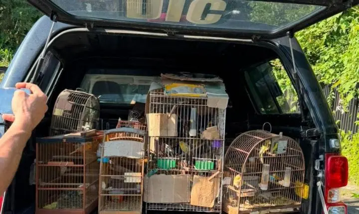 Prefeitura e Polícia Civil resgatam mais de 30 aves em situação de maus-tratos no Progresso