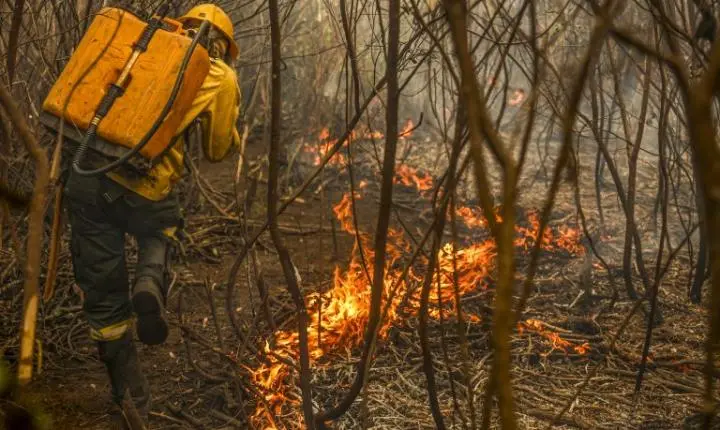 Projeto do boi bombeiro quer usar pecuária para evitar incêndios no Pantanal