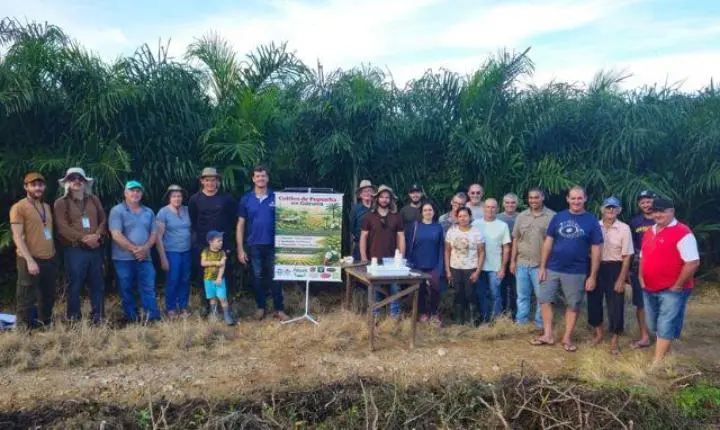 Projeto da Epagri qualifica produção de pupunha em Garuva com apoio de instituições