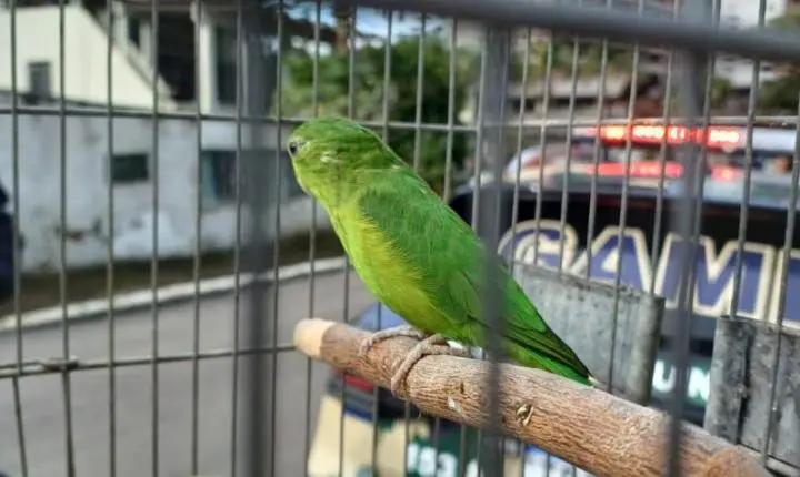 RESGATE DE AVE SILVESTRE REFORÇA ATUAÇÃO DA GUARDA AMBIENTAL EM ITAJAÍ 