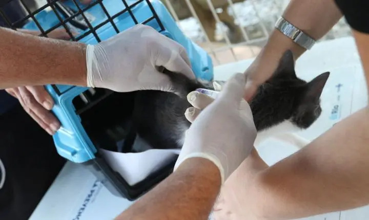 Rio de Janeiro confirma caso de raiva em cão e alerta para vacinação