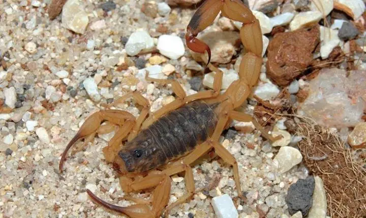 Saiba o que fazer se encontrar um escorpião em casa