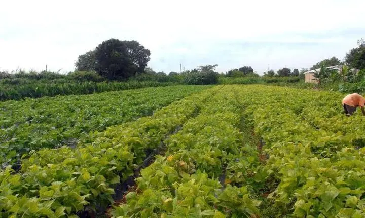 Governo libera R$ 64,3 milhões para ações de segurança alimentar e indígenas