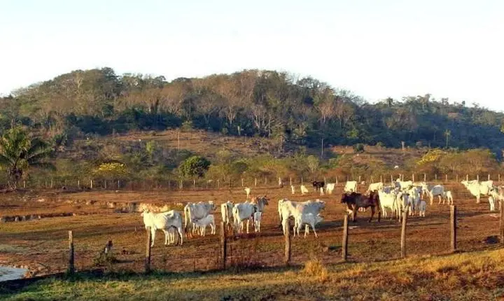 Supremo Tribunal Federal confirma legislação que restringe aquisição de terras por empresas estrangeiras