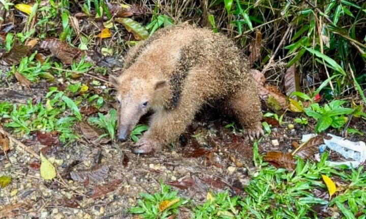 Tamanduá-mirim é resgatado e devolvido à natureza em Itajaí