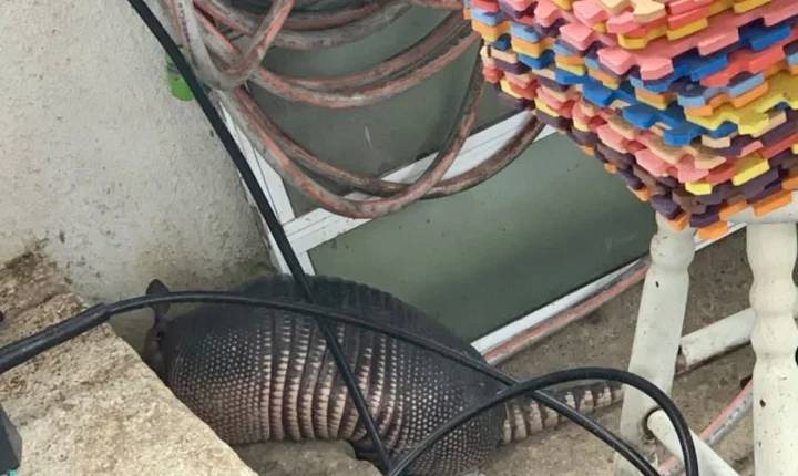 Tatu é resgatado no pátio de uma casa em Itajaí; saiba o que aconteceu