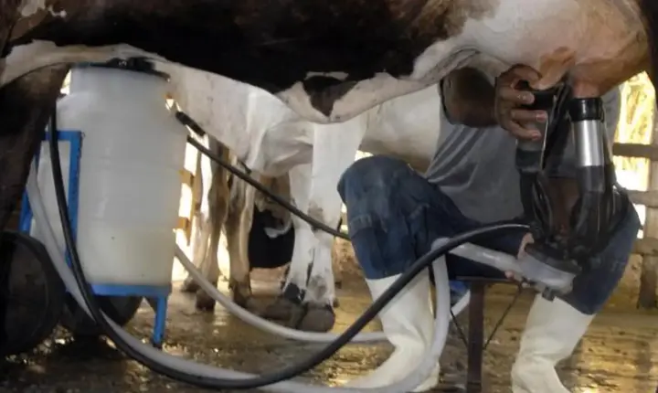 Produção de leite atinge patamar recorde em 2025 mesmo com menos vacas