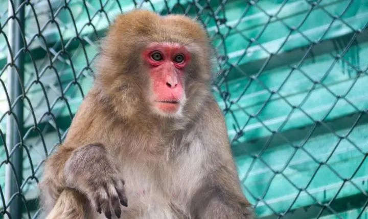 Zoobotânico ganha nova moradora e amplia sua família de primatas 